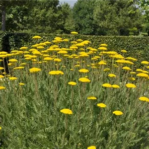 Achillea filipendulina 'Parker', gen. Achillea filipendulina 'Parker', gen.