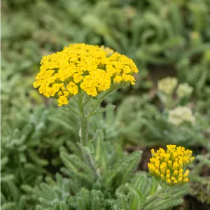Achillea tomentosa 'Aurea' Achillea tomentosa 'Aurea'