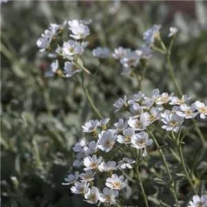 Achillea umbellata Achillea umbellata