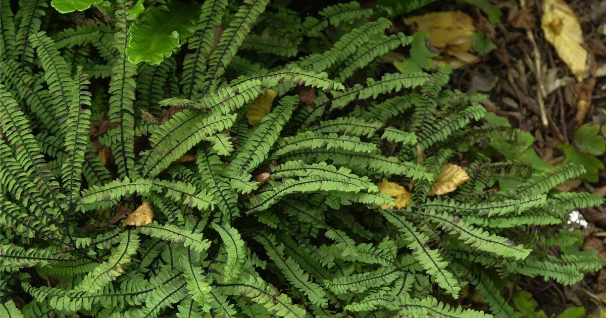 Adiantum pedatum 'Imbricatum'