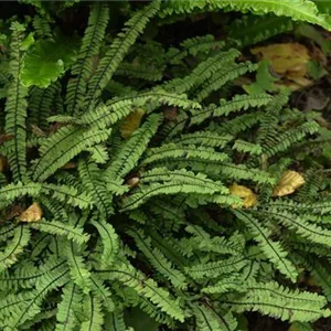 Adiantum pedatum 'Imbricatum' Adiantum pedatum 'Imbricatum'