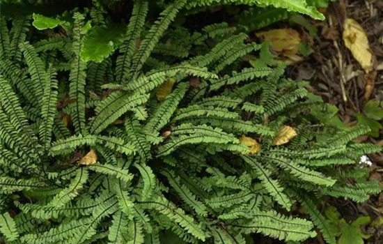 Adiantum pedatum 'Imbricatum'