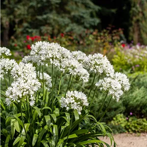 Agapanthus africanus, weiß Agapanthus africanus, weiß