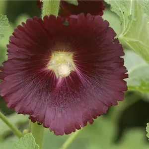 Alcea rosea var.nigra Alcea rosea var.nigra