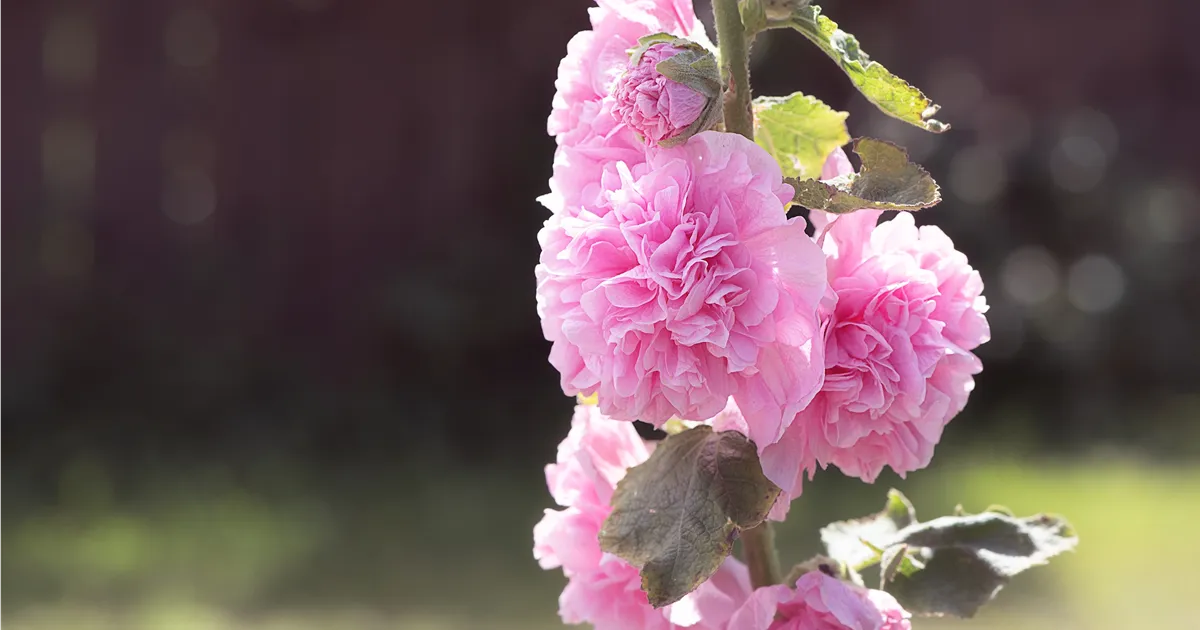 Alcea rosea 'Pleniflora'