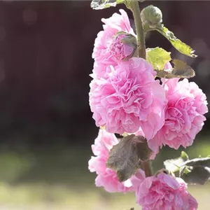 Alcea rosea 'Pleniflora' Alcea rosea 'Pleniflora'