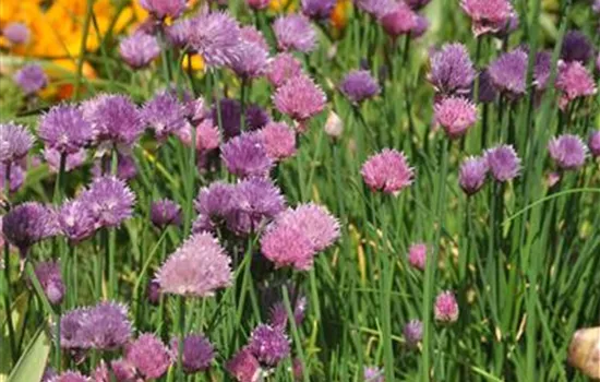 Allium schoenoprasum 'Forescate' Allium schoenoprasum 'Forescate'