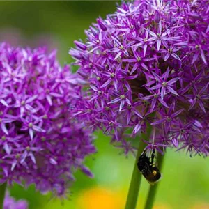 Allium macleanii 'Globemaster' Allium macleanii 'Globemaster'