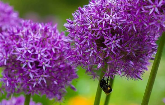 Allium macleanii 'Globemaster'