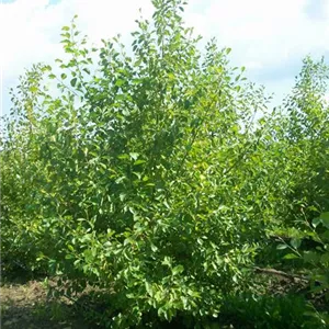 Alnus incana 'Aurea'