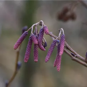 Alnus incana 'Aurea'
