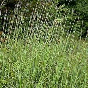 Andropogon gerardii Andropogon gerardii