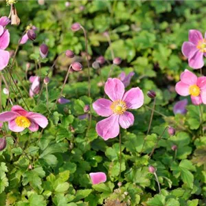 Anemone hupehensis 'Hadspen Abundance' Anemone hupehensis 'Hadspen Abundance'