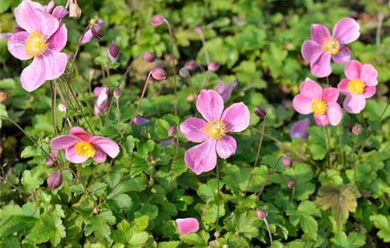 Anemone hupehensis 'Hadspen Abundance' Anemone hupehensis 'Hadspen Abundance'