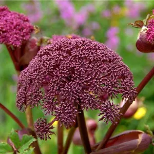 Angelica gigas Angelica gigas