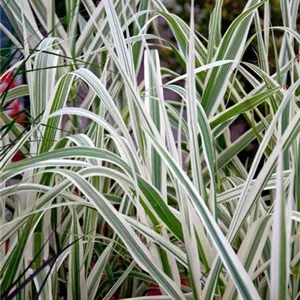 Arundo donax Arundo donax