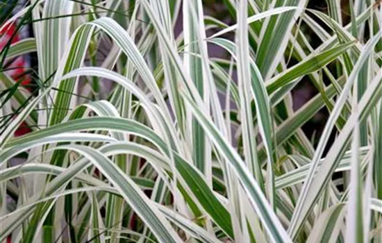 Arundo donax Arundo donax