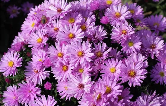 Aster dumosus 'Rosenwichtel'