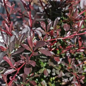 Berberis thunbergii 'Red Chief' Berberis thunbergii 'Red Chief'