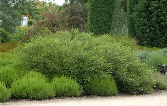 Betula nana Betula nana