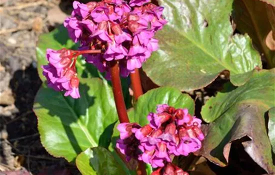 Bergenia cordifolia 'Glockenturm' Bergenia cordifolia 'Glockenturm'