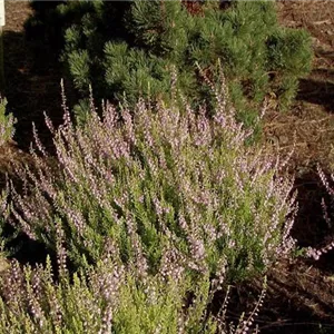 Calluna vulgaris 'Aurea' Calluna vulgaris 'Aurea'