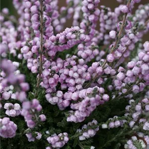 Calluna vulgaris 'Elsie Purnell'