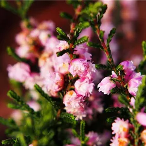 Calluna vulgaris 'H.E.Beale'