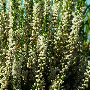 Calluna vulgaris 'Long White'
