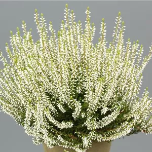 Calluna vulgaris 'Melanie'