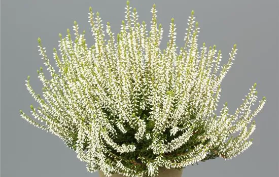 Calluna vulgaris 'Melanie' Calluna vulgaris 'Melanie'