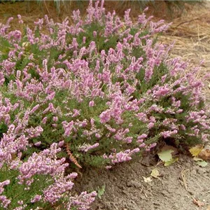 Calluna vulgaris 'Mullion'