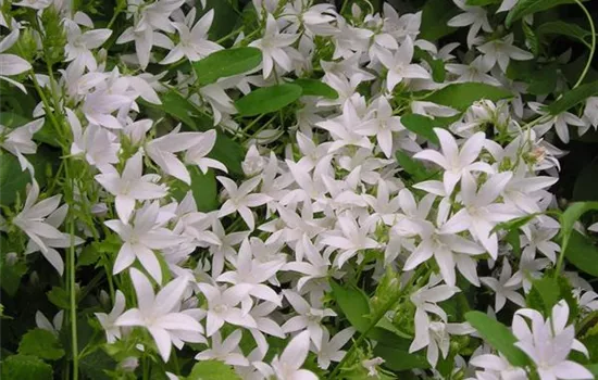 Campanula poscharskyana 'E.H.Frost' Campanula poscharskyana 'E.H.Frost'