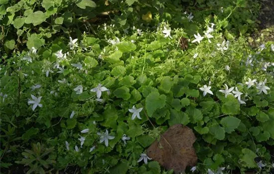 Campanula poscharskyana 'Silberregen'