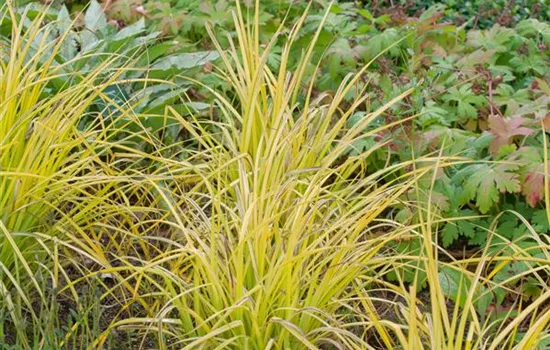 Carex elata 'Bowles' Golden'