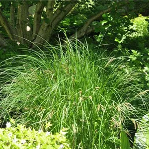 Carex acutiformis Carex acutiformis