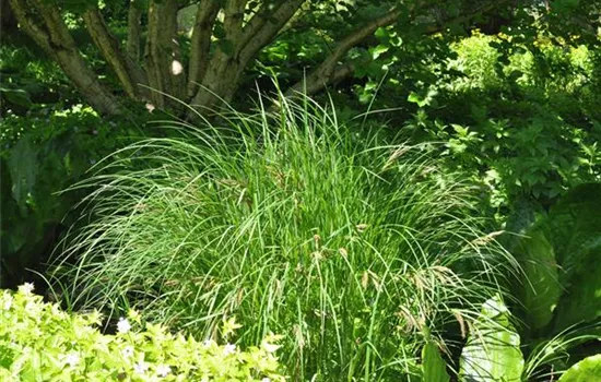 Carex acutiformis