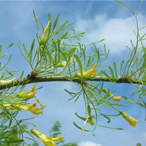 Caragana arborescens 'Lorbergii'