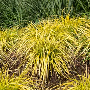 Carex elata Carex elata