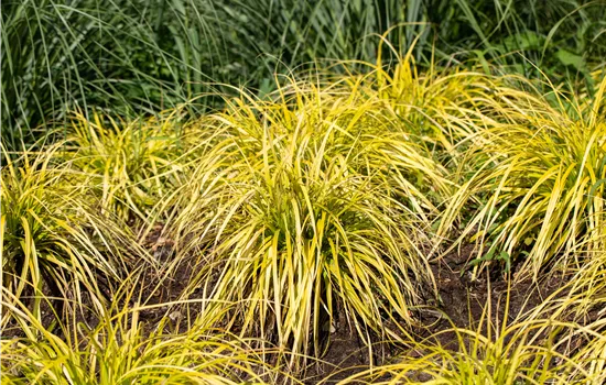 Carex elata Carex elata
