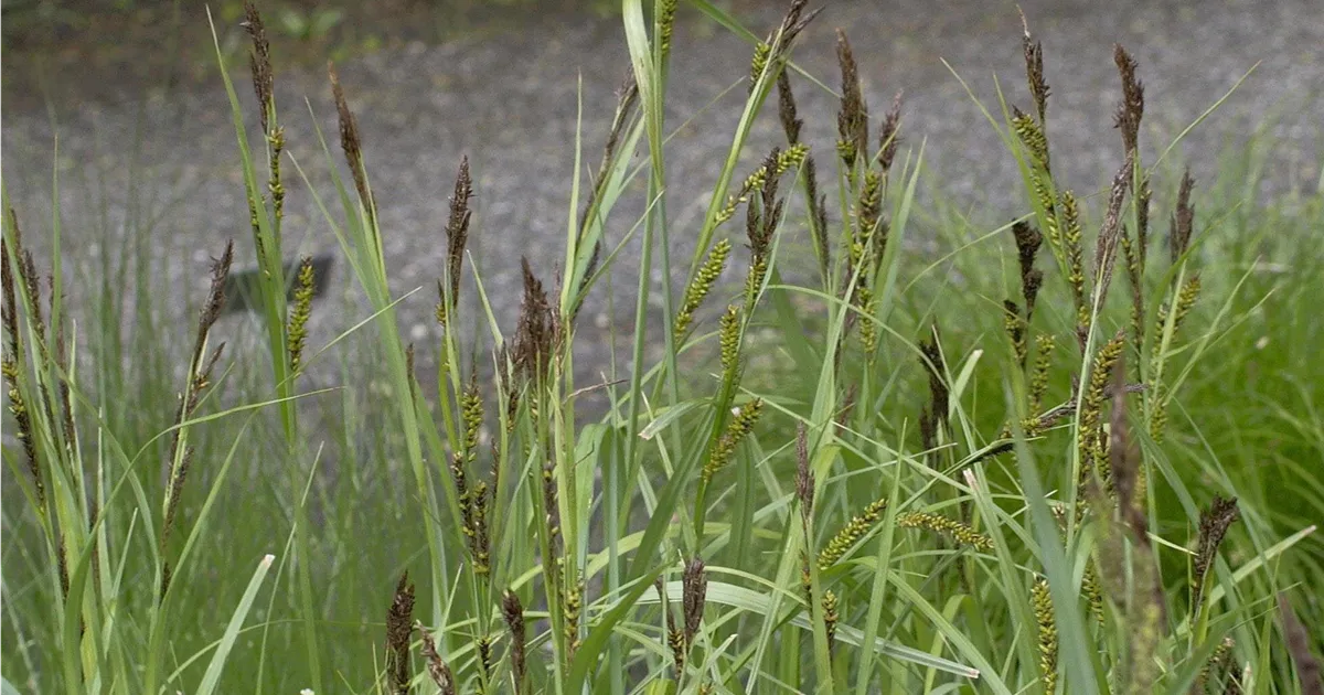 Craex Riparia Carex riparia