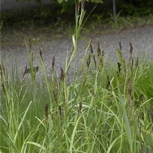 Carex riparia Carex riparia