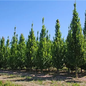 Carpinus betulus 'Lucas' Carpinus betulus 'Lucas'