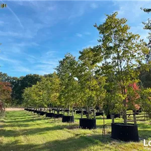Celtis australis Celtis australis