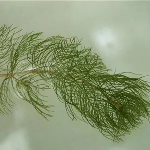 Ceratophyllum demersum Ceratophyllum demersum