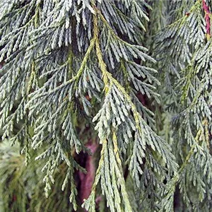 Chamaecyparis nootk.'Glauca' Chamaecyparis nootk.'Glauca'