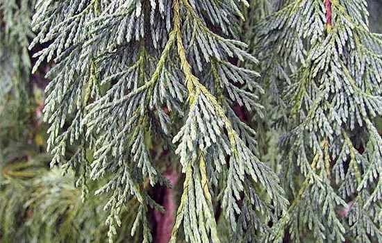 Chamaecyparis nootk.'Glauca' Chamaecyparis nootk.'Glauca'