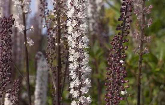 Cimicifuga ramosa 'Atropurpurea'