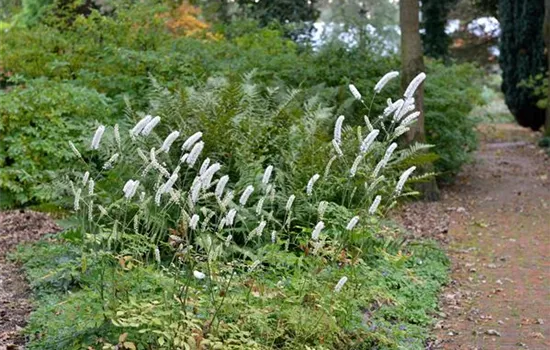 Cimicifuga simplex 'Armleuchter'