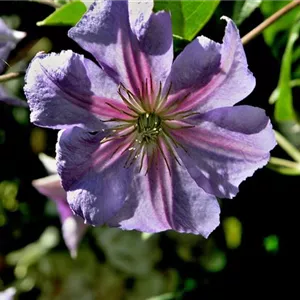 Clematis 'Perle d'Azur' Clematis 'Perle d'Azur'